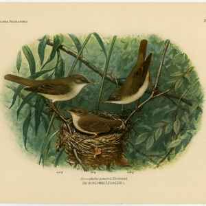 Marsh Warbler Acrocephalus Palustris Plaat 306 Van Oort 1922