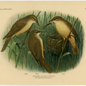 Grote Reed Warbler Acrocephalus Arundinaceus Pl 304 Van Oort 1922
