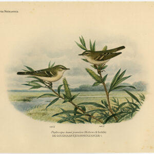 Hume'S Bladvogels Phylloscopus Humei Plaat 302 Van Oort 1922