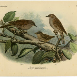 Dunnock Prunella Modularis Hedge Accentor Plaat 293 Van Oort 1922