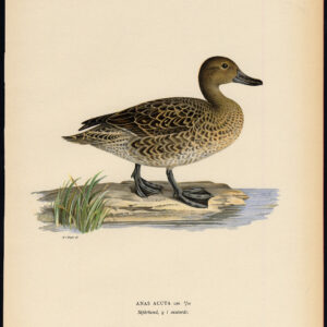Anas Acuta Pintail Female Duck Von Wright 1917