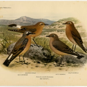 Northern Wheatear Saxicola Oenanthe Plaat 291 Van Oort 1922