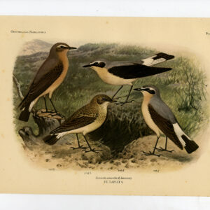 Northern Wheatear Saxicola Oenanthe Plaat 290 Van Oort 1922