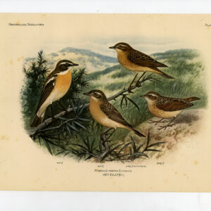Whinchat Saxicola Rubetra Plaat 289 Van Oort 1922