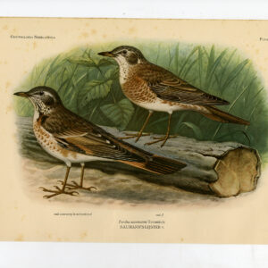 Naumann'S Lijster Turdus Naumanni Plaat 277 Van Oort 1922