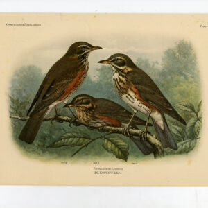 Redwing Lijster Turdus Iliacus Plaat 276 Van Oort 1922