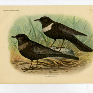 Ring Ouzel Lijster Turdus Torquatus Plaat 271 Van Oort 1922