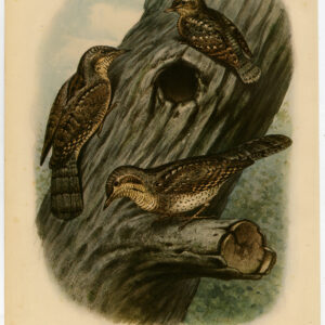 EuraziëAanse Wryneck Jynx Torquilla Plaat 260 Van Oort 1922