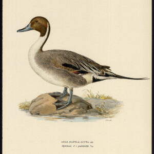 Anas Acuta Pintail Male Breeding Plumage Duck Von Wright 1917