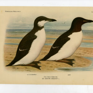 Uria Lomvia Thick Billed Murre Auk Plaat 229 Van Oort 1922