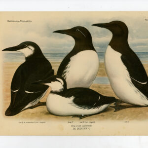 Uria Aalge Gewone Murre Guillemot Auk Plate 228 Van Oort 1922