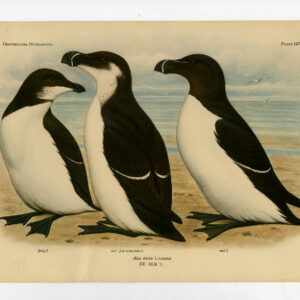 Alca Torda Razorbill Auk Plaat 227 Van Oort 1922