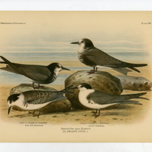 Chlidonias Niger Nigra Zwarte Stern Plaat 226 Van Oort 1922