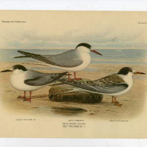 Sterna Hirundo Gewone Tern Plate 218 Van Oort 1922