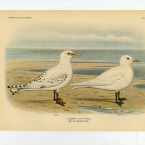 Pagofila Eburnea Ivory Meugel Plaat 213 Van Oort 1922