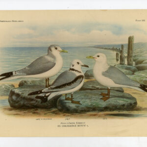 Zwarte Pootkittywake Meeuw Plaat 212 Van Oort 1922
