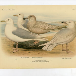 Larus Glaucoides Ijsland Meugel Plaat 199 Van Oort 1922
