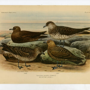 Arctic Skua Stercorarius Parasiticus Mannen Plaat 194 Van Oort 1922