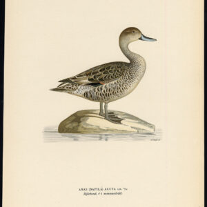 Anas Acuta Pintail Mannelijk Zomer Plumage Duck Von Wright 1917