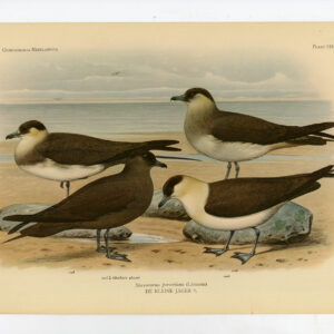 Arctic Skua Stercorarius Parasiticus Plaat 193 Van Oort 1922