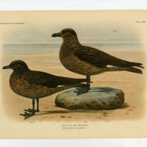 Stercorarius Skua Grote Plaat 190 Van Oort 1922