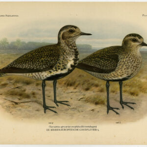 Antieke Pluvialis Apricaria Gouden Plover Plaat 189a Van Oort 1922