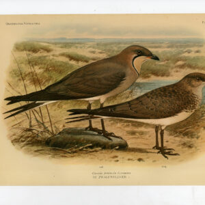 Collared Pratincole Glareola Pratincola Plaat 187 Van Oort 1922