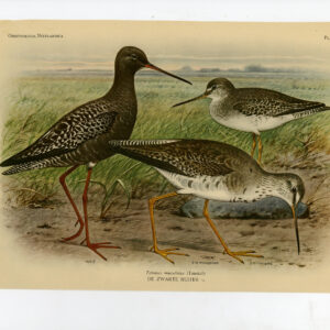 Gespotte Rodehank Tringa Erythropus Plaat 172 Van Oort 1922