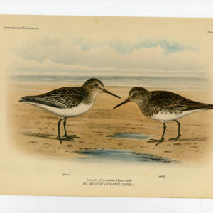 Brede Billed Sandpiper Calidris Falcinellus Pl 164 Van Oort 1922