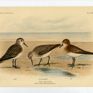 Kleine Stint Calidris Minuta Plaat 162 Van Oort 1922