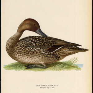 Anas Acuta Pintail Mannelijk September Plumage Duck Von Wright 1917