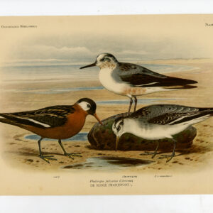 Rode Phalarope Grijs Phalaropus Fulicarius Plaat 156 Van Oort 1922