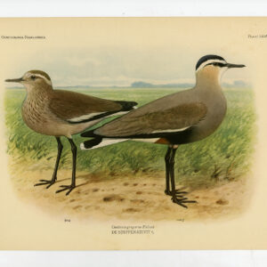 Sociable Kieving Plover Vanellus Gregarius Pl 149a Van Oort 1922