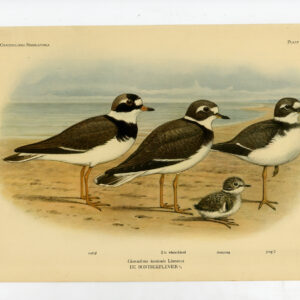 Gebonden Plover Charadrius Hiaticula Plaat 147 Van Oort 1922