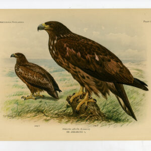 Witte Adelaars Haliaeetus Albicilla Plaat 114 Van Oort 1922