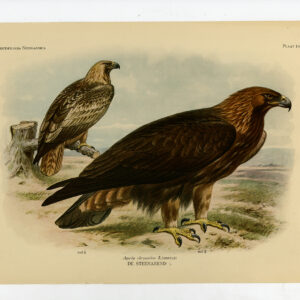 Gouden Adelaar Aquila Chrysaetos Plaat 109 Van Oort 1922