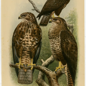 Gewone Buzzard Buteo Buteo Plate 106 Van Oort 1922