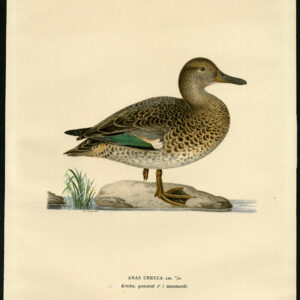 Anas Crecca Mannelijk Zomer Plumage Duck Von Wright 1917