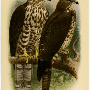 Europese Honingbuzzard Pernis Apivorus Plaat 101 Van Oort 1922