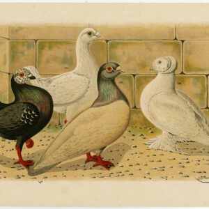 Fancy Pigeon Dove Plate Ii.22 Nuyens Bungartz 1882