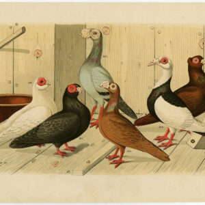 Fancy Pigeon Dove Plate Ii.21 Nuyens Bungartz 1882