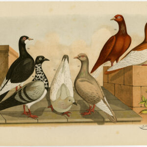 Fancy Pigeon Dove Plate Ii.15 Nuyens Bungartz 1882