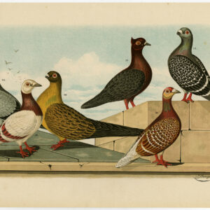 Fancy Pigeon Dove Plate Ii.19 Nuyens Bungartz 1882