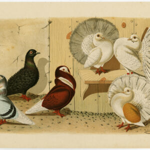 Fancy Pigeon Dove Plate Ii.18 Nuyens Bungartz 1882