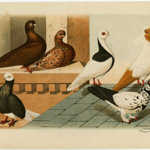 Fancy Pigeon Dove Plate Ii.16 Nuyens Bungartz 1882