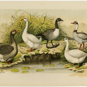 Canada Goose Brant Snow Geese Plate Ii.14 Nuyens Bungartz 1882