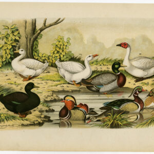 Mandarijne Eend Mallard Wild Plate Ii.13 Nuyens Bungartz 1882