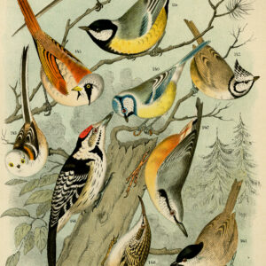 Blue Tit Nuthatch Spotted Pecker Plaat 25 Nuyens Lubbert 1882