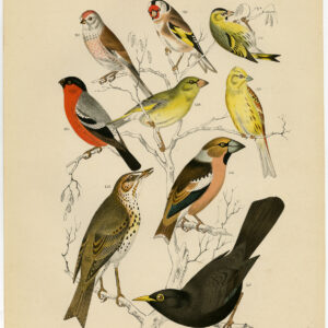 Goldfinch Bullfinch Gewone Blackbird Plaat 27 Nuyens Lubbert 1882