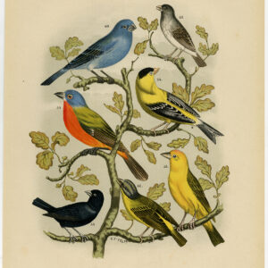 Exotische Vogels Plaat 10 Nuyens Felt 1882